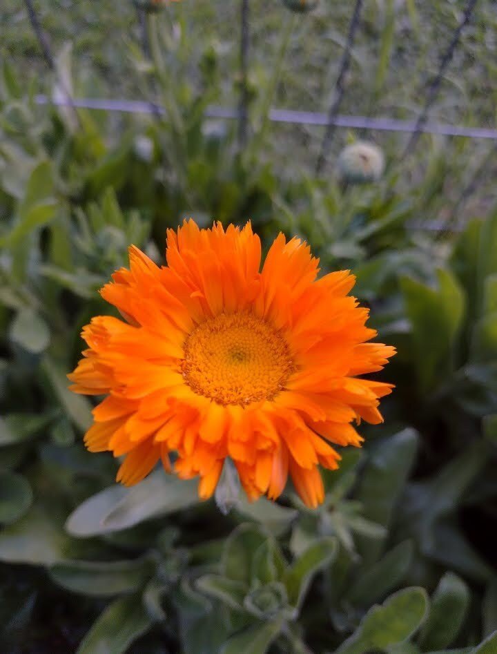 Calendula & Yarrow Salve
